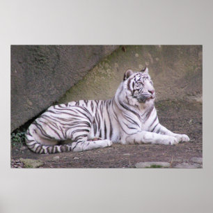 Regal Repose Poster