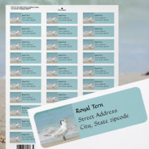 Regal Royal Tern Coastal Returetiketter