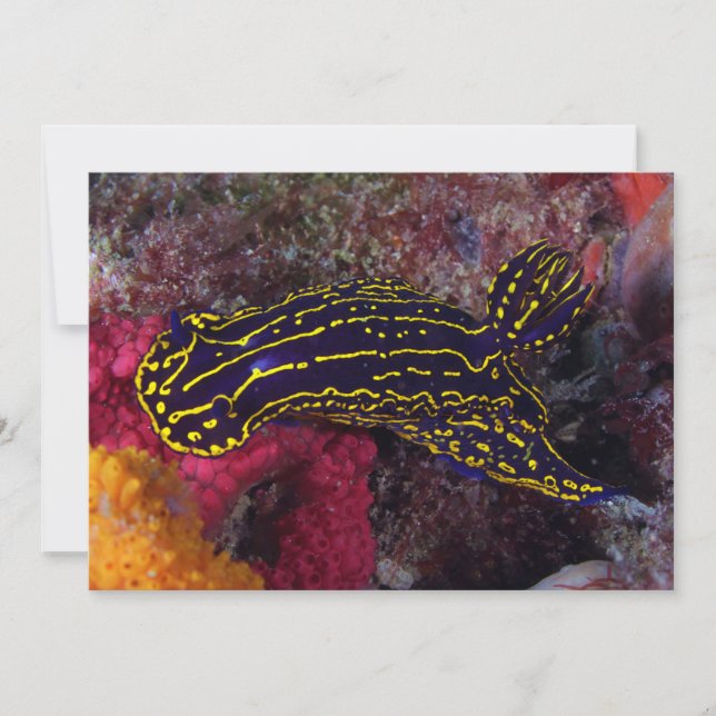 Regal Sea Goddess Nudigren Felimare picta (Framsida)