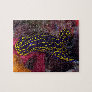 Regal Sea Goddess Nudigren Felimare picta Pussel