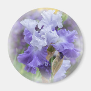 Regal skäggig Iris - lilor & vit Magnet