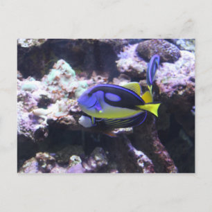 Regal Tang & Emperor Angelfish Vykort