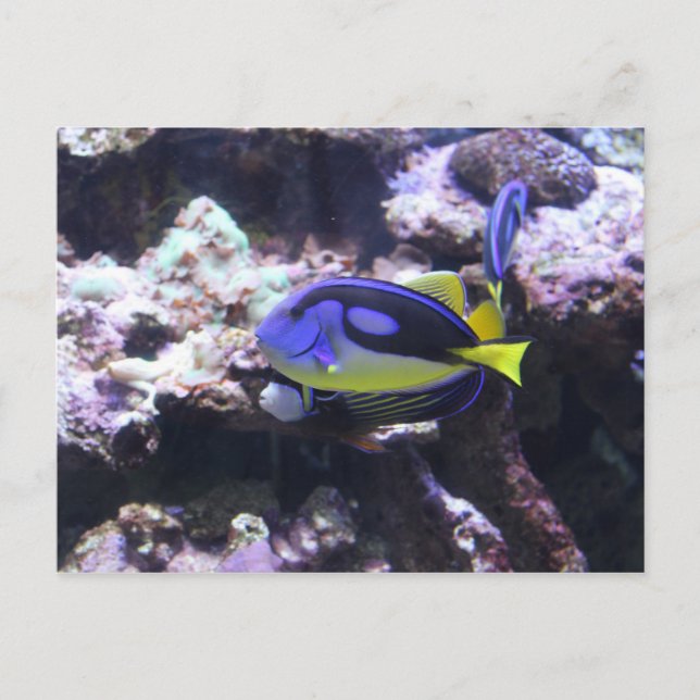 Regal Tang & Emperor Angelfish Vykort (Framsida)