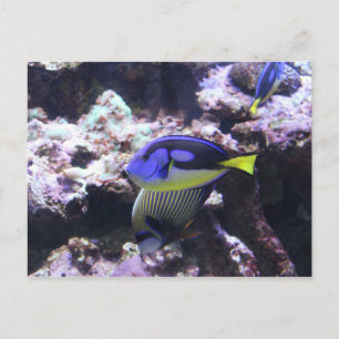 Regal Tang och Emperor Angelfish # 2 Vykort