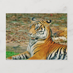 Regal Tiger Vykort