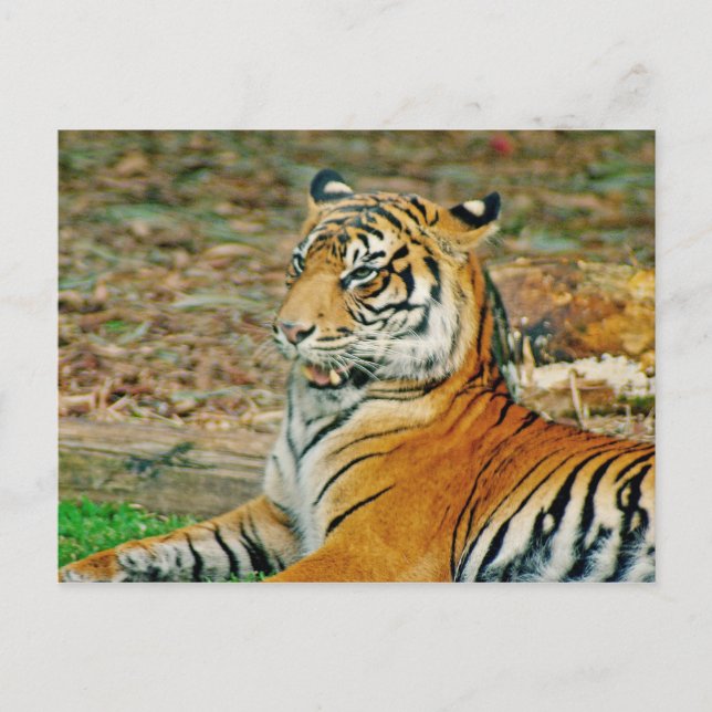 Regal Tiger Vykort (Framsida)