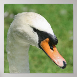 Regal White Svan Nature Poster