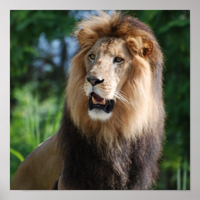 Regel Lejon Poster (Framsidan)