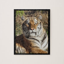 Regel tiger
