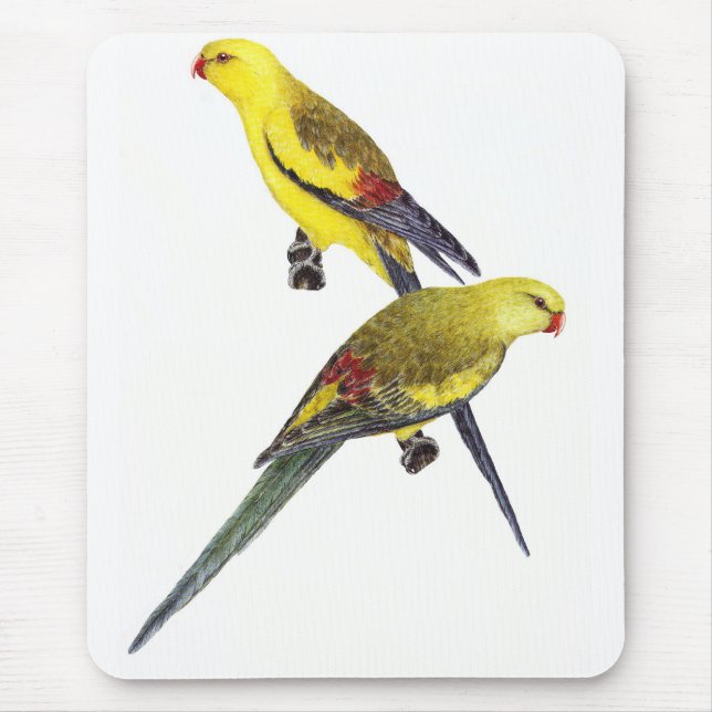 Regent Parrot Pair - Polytelis anthopeplus Musmatta (Framsidan)