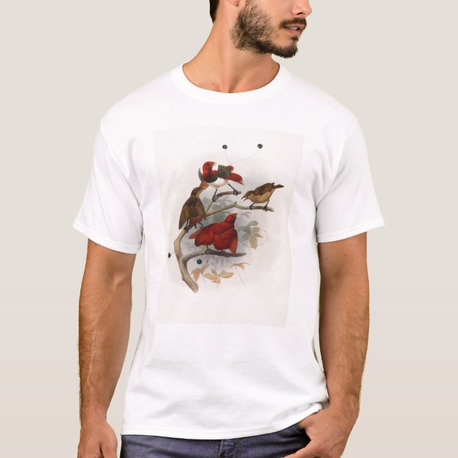 Regius Elliot - Cicinnurus - kungfågel av T-shirt (Framsida)