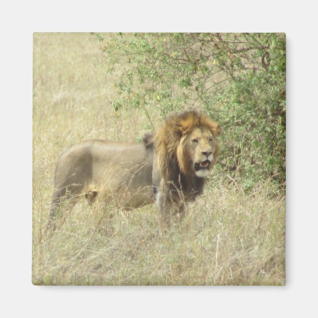 reglementsenlig lejon magnet (Framsidan)