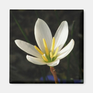 Regna liljan magnet