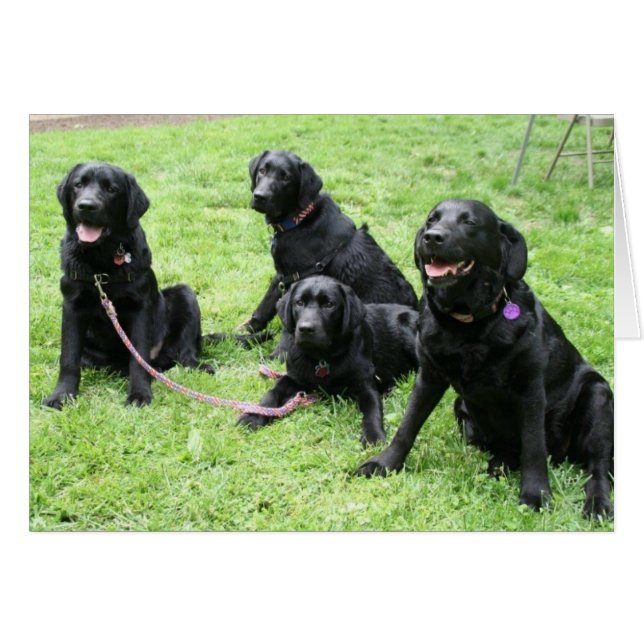 Regna och henne patriotiska valper hälsningskort (Framsidan Horizontal)