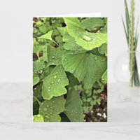 Regna på Gingko