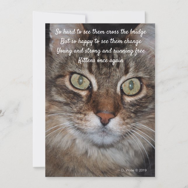 Regnbåge Bridge - Katt (Framsida)