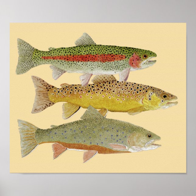 Regnbåge,Brun och Brook Trout på färglös bakgrund Poster (Framsidan)