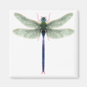 Regnbåge Dragonfly Square Magnet