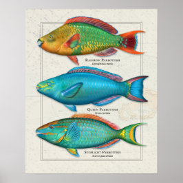 Regnbåge, drottning och Stoplight Parrotfish Poster