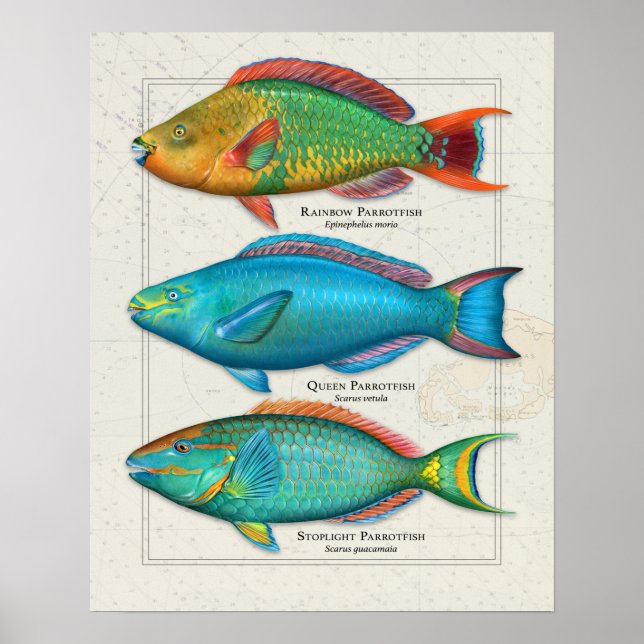 Regnbåge, drottning och Stoplight Parrotfish Poster (Framsidan)