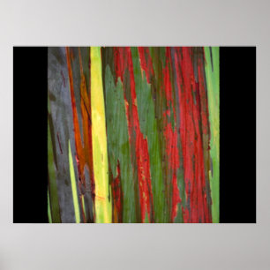 Regnbåge Eucalyptus-1 Poster