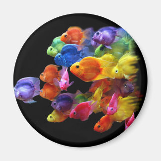 Regnbåge i Parrotfish Magnet