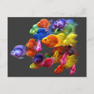 Regnbåge i Parrotfish Vykort