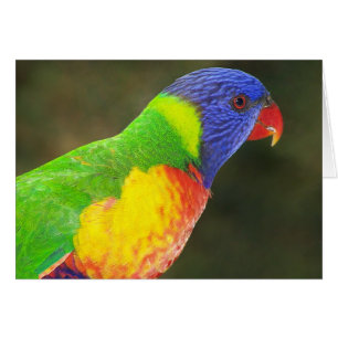 Regnbåge Lorikeet Hälsningskort