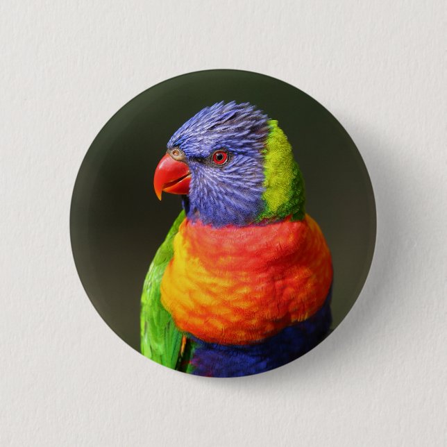 Regnbåge Lorikeet Knapp (Framsida)