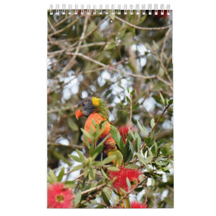 REGNBÅGE LORIKEET LANTLIGA QUEENSLAND AUSTRALIEN KALENDER