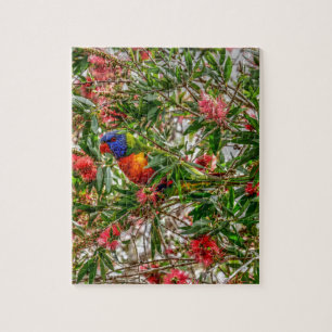 REGNBÅGE LORIKEET LANTLIGA QUEENSLAND AUSTRALIEN PUSSEL