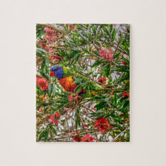 REGNBÅGE LORIKEET LANTLIGA QUEENSLAND AUSTRALIEN PUSSEL