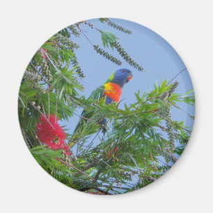 Regnbåge Lorikeet Magnet