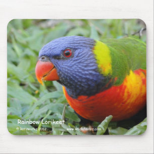 Regnbåge Lorikeet Musmatta