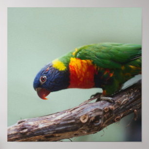 Regnbåge Lorikeet Poster