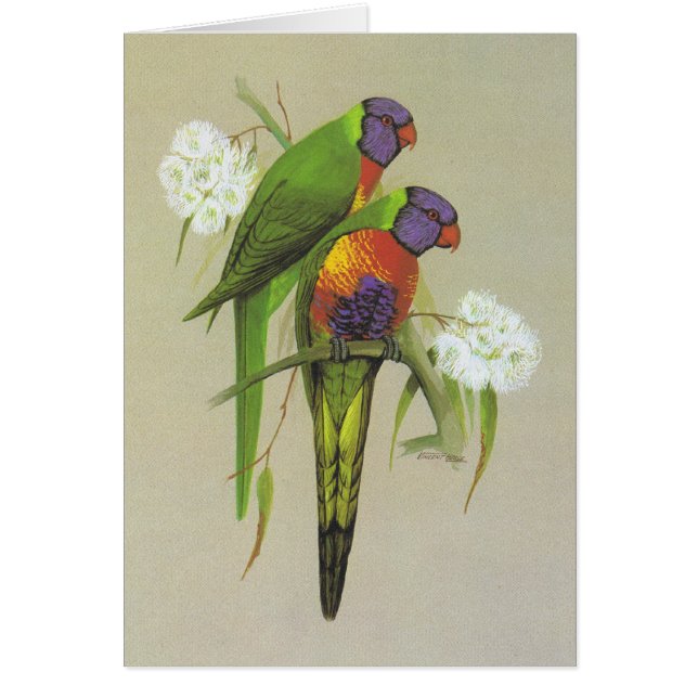 Regnbåge Lorikeet - Trichoglossushaematodus Hälsningskort (Framsidan)