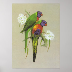 Regnbåge Lorikeet - Trichoglossushaematodus Poster