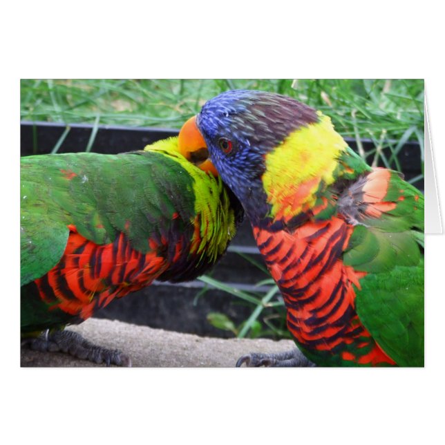 Regnbåge Lorikeets som putsar kortet Hälsningskort (Framsidan Horizontal)