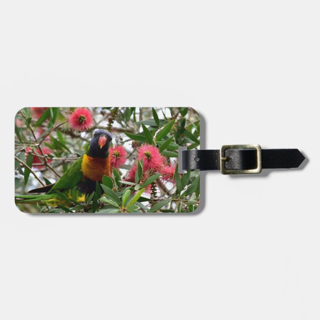 REGNBÅGE LORIKETT I TRÄD QUEENSLAND AUSTRALIEN BAGAGEBRICKA (Horisontell Framsida)