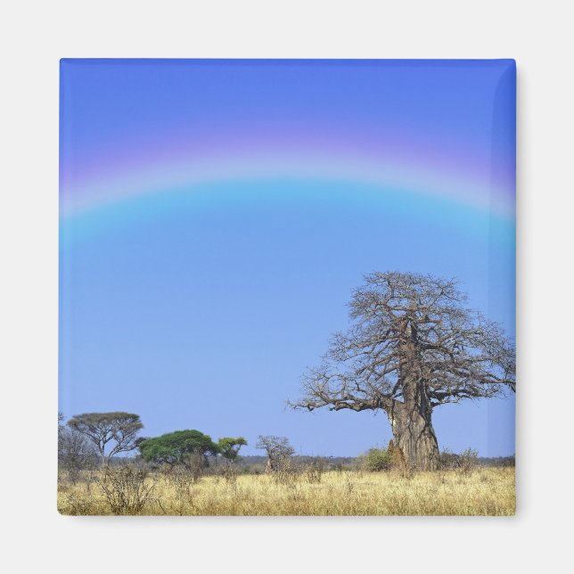 Regnbåge och afrikansk baobabträd, Adansonia Magnet (Framsidan)