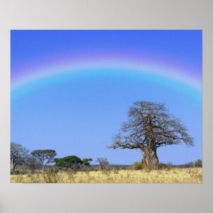 Regnbåge och afrikansk baobabträd, Adansonia Poster