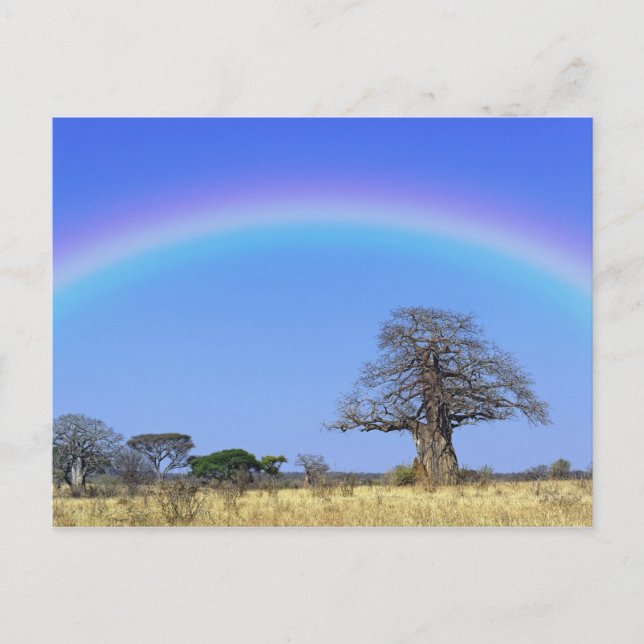 Regnbåge och afrikansk baobabträd, Adansonia Vykort (Framsida)