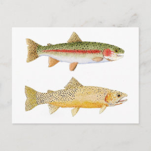 Regnbåge och Westslope Cutmynning Trout Postcard. Vykort