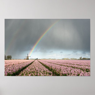 Regnbåge över hyacint och en kvarn i Holland Poster