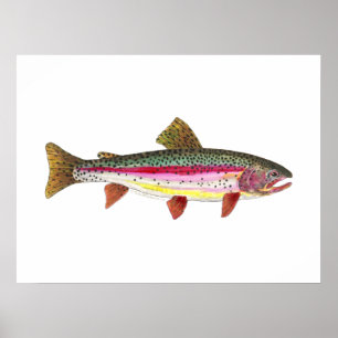 Regnbåge Trout Fish Poster