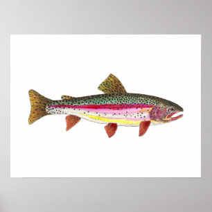 Regnbåge Trout Fish Poster