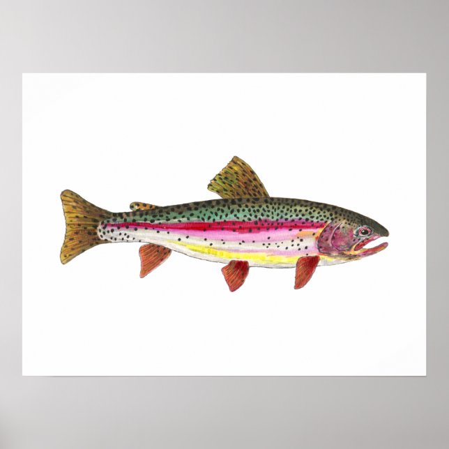 Regnbåge Trout Fish Poster (Framsidan)