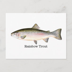 Regnbåge Trout Fish Vykort