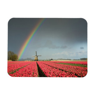 Regnbåge, tulpan och rektangulär magnet för kva