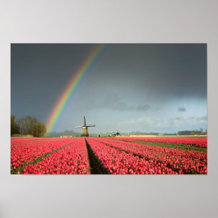 Regnbåge, tulpaner och kvarn poster
